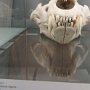 Mammut, Mensch und Feuerstein